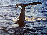 May 2010 Contest - Best Picture In this Thread-whale-tail-2009-ma-jpg