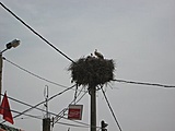 May 2010 Contest - Best Picture In this Thread-stork-coke-jpg