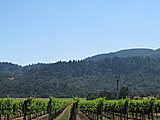 San Francisco - Suggestions/Trip Report-vineyards-napa-v-9-jpg